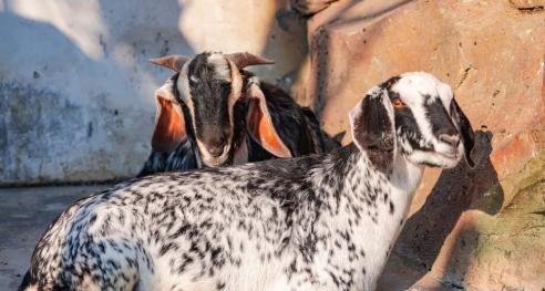 2024溫嶺動(dòng)物園門(mén)票價(jià)格及優(yōu)惠政策（附游玩攻略）