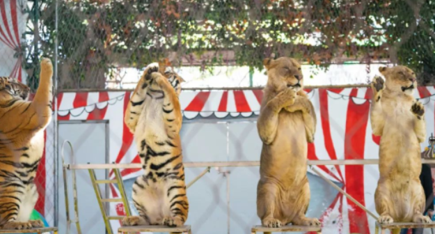 溫嶺動物園門票