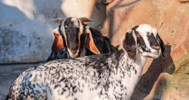 溫嶺動物園門票