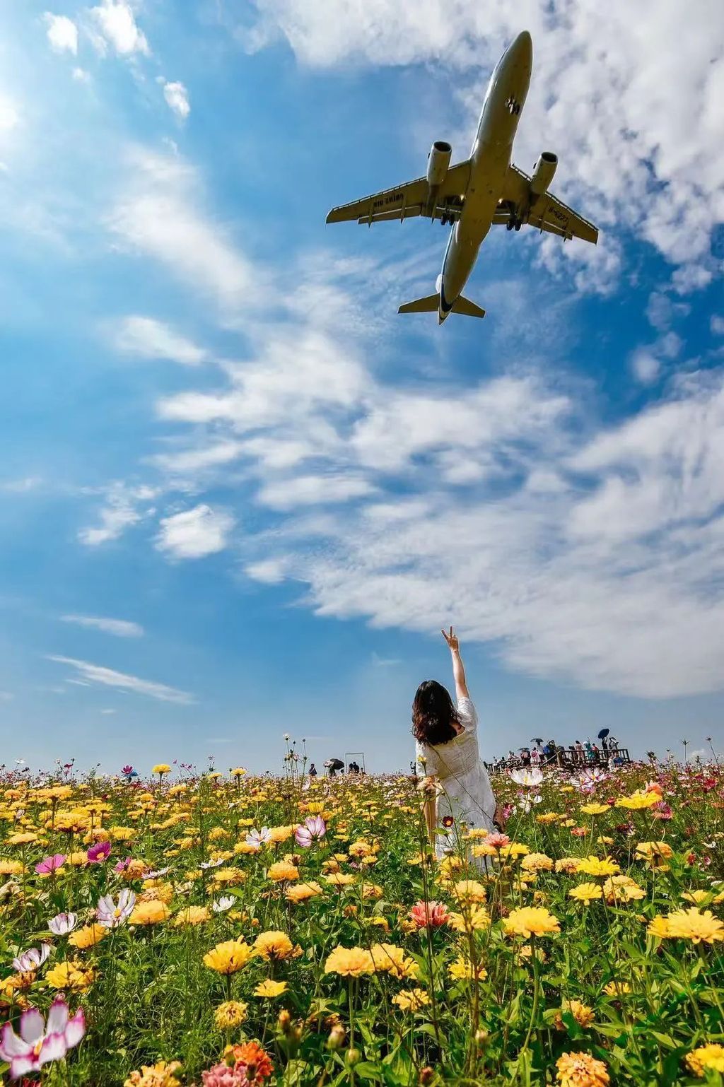 空港花田图片