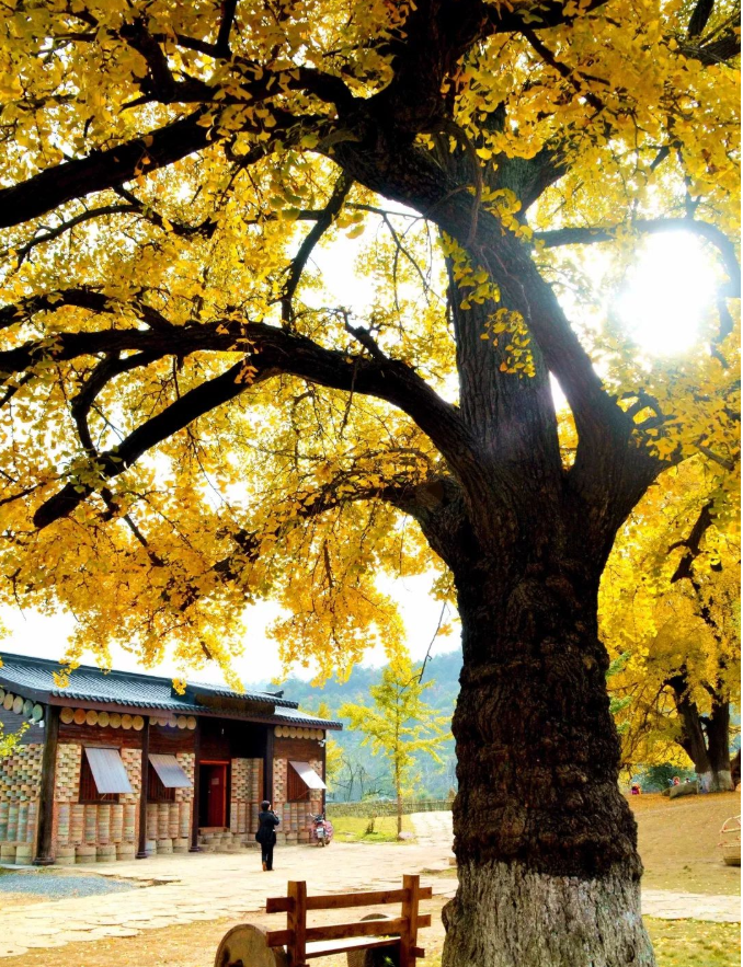 中国千年银杏谷图片