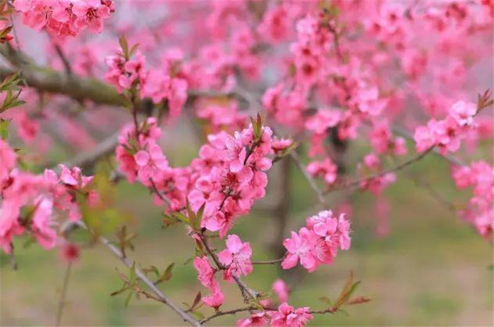 黄石花海知音