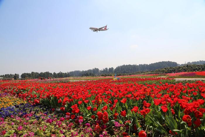 成都空港花田国际光影艺术季