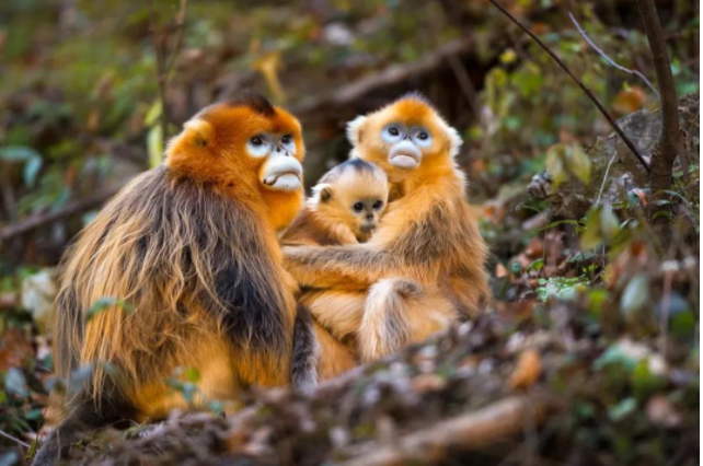 云南野生動物園門票