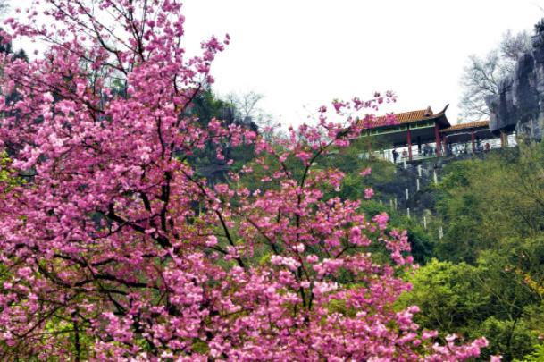 2023桂林南溪山公园的樱花开了吗 什么时候开