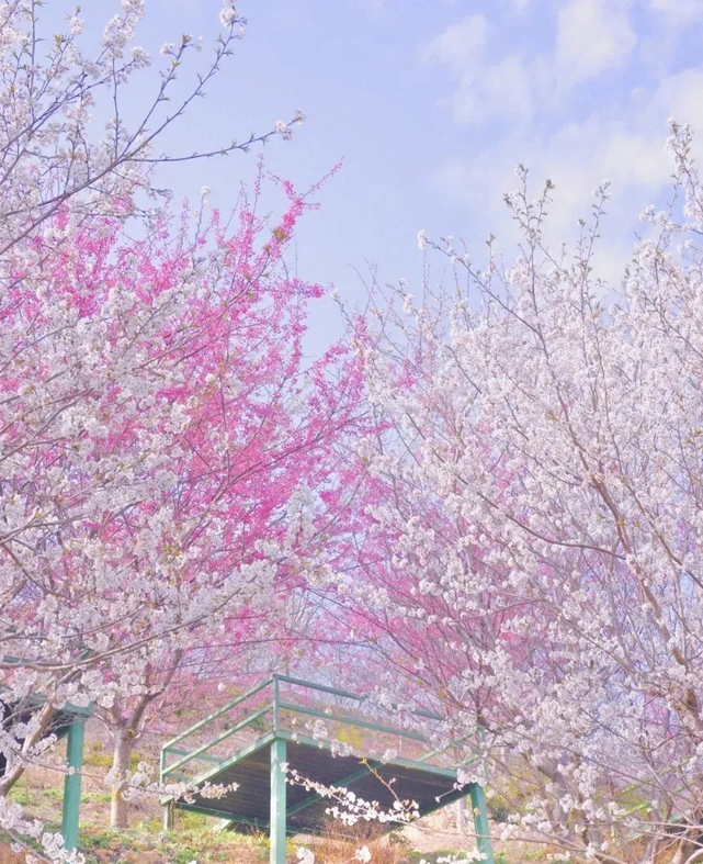 杭州櫻花園