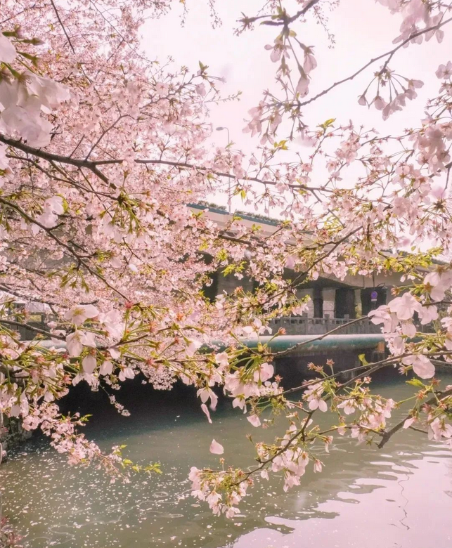 杭州櫻花園