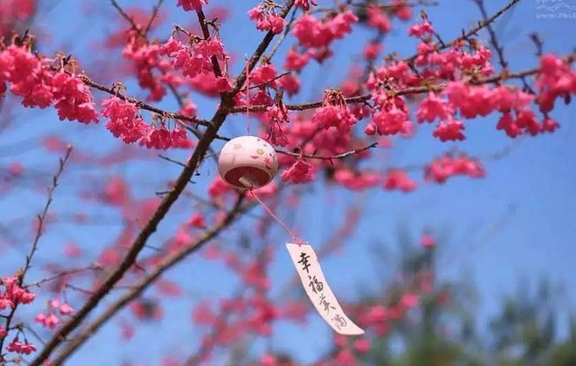 广州天适樱花悠乐园