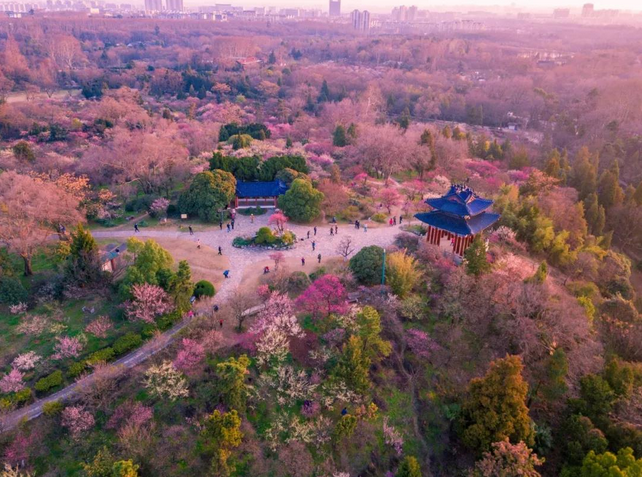 南京梅花山