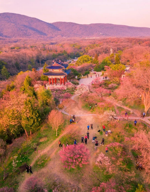 南京梅花山