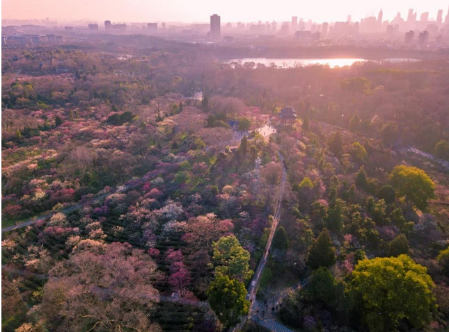 南京梅花山