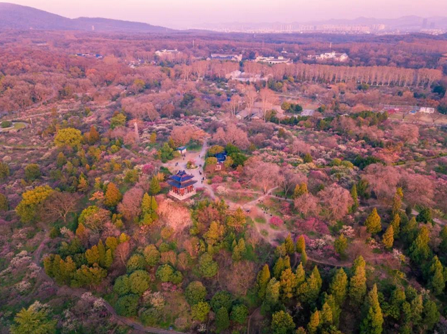 南京梅花山