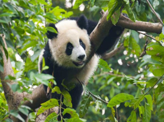 長(zhǎng)沙生態(tài)動(dòng)物園