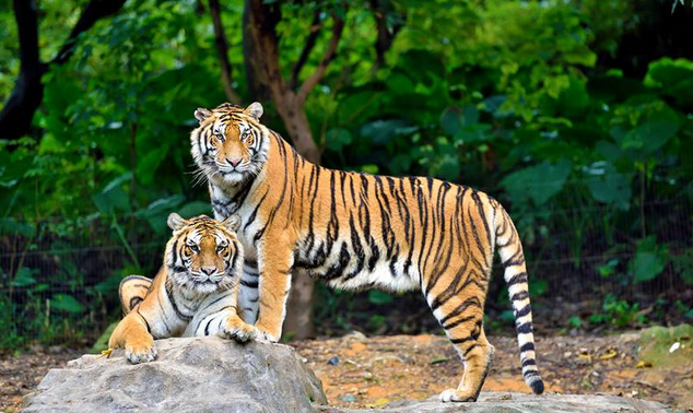 長(zhǎng)沙生態(tài)動(dòng)物園