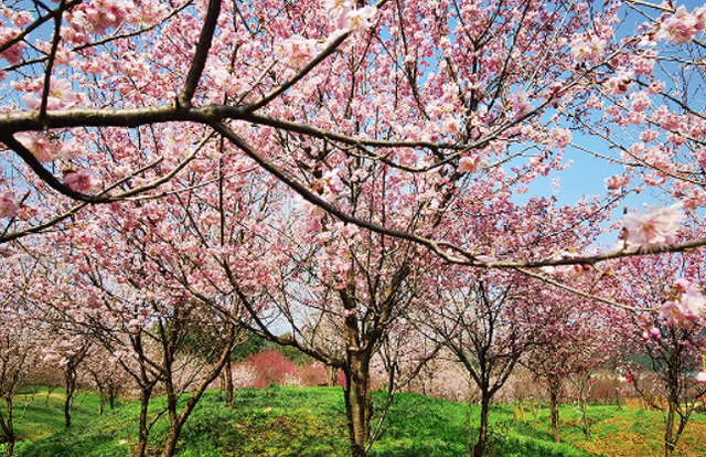 湘潭櫻花園