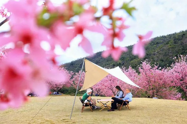 溫州櫻花園