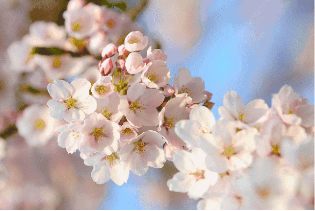 湘潭櫻花園