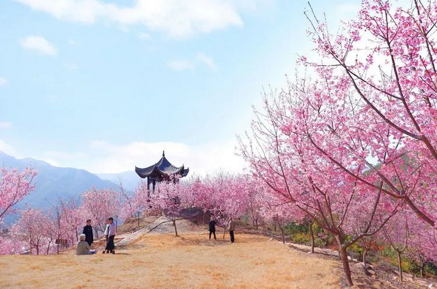 溫州櫻花園