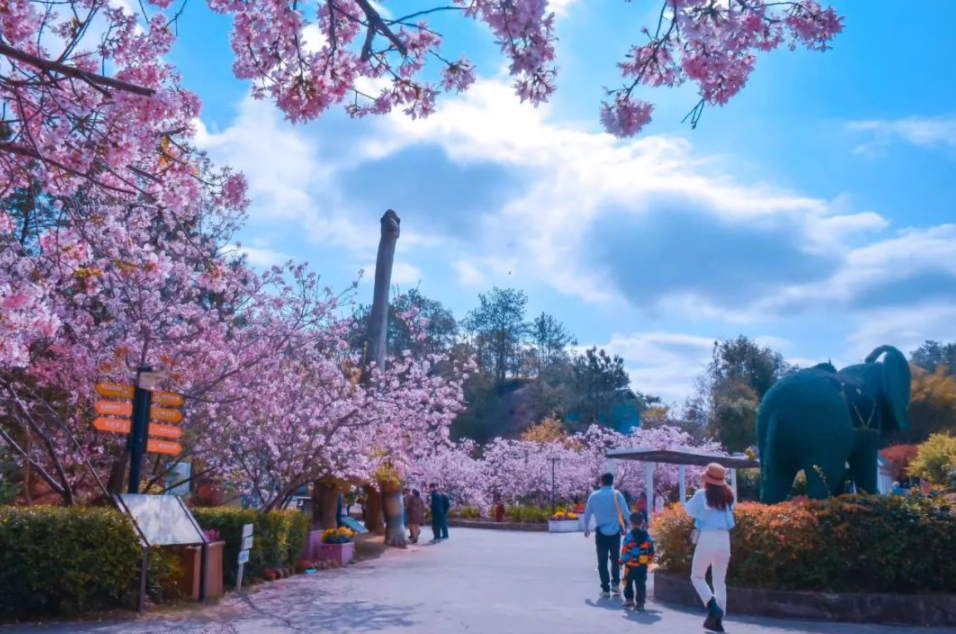 惠州樱花景点图片