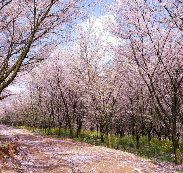 宜良山后櫻花谷門(mén)票