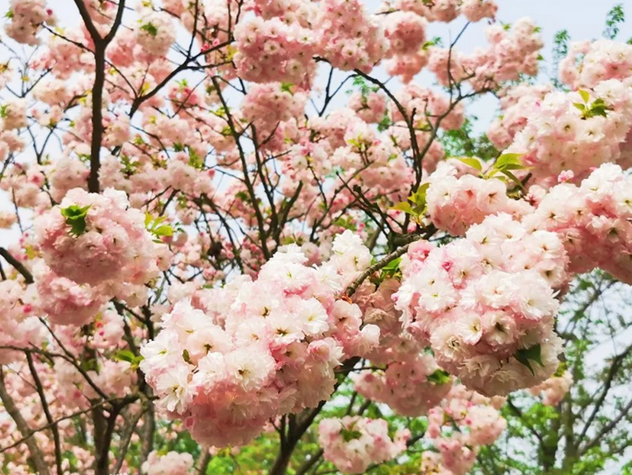 瀘州丹林櫻花谷門票