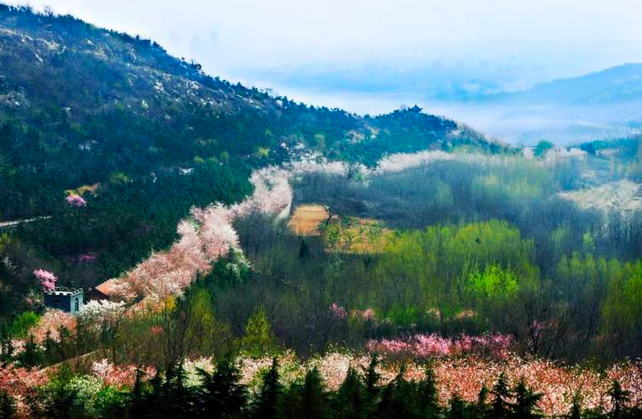 邹平樱花山