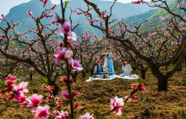 肥城桃花節(jié)門票