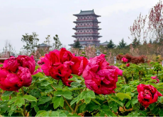 南山牡丹文化園門票