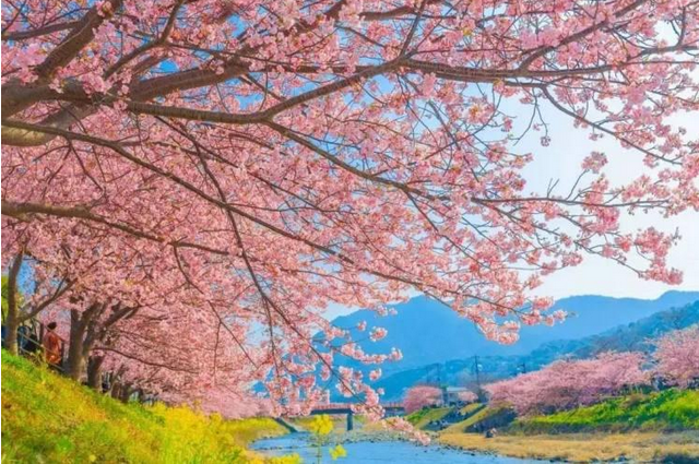 苏州湖畔花语樱花节