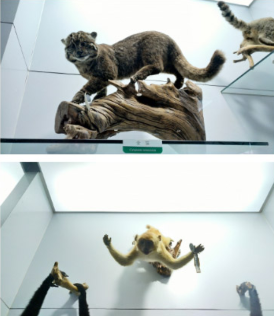 北京国家动物博物馆探索动物奥秘