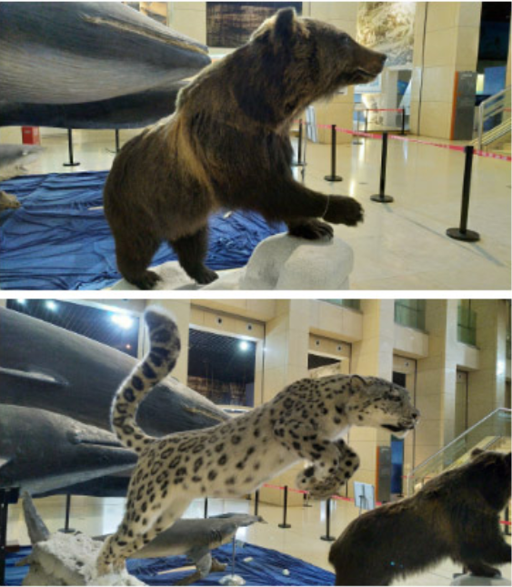 北京国家动物博物馆探索动物奥秘