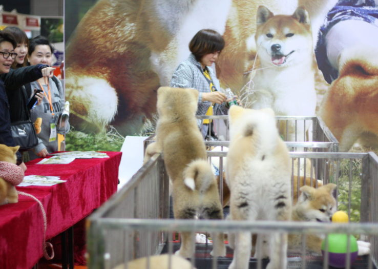 广州国际宠物展