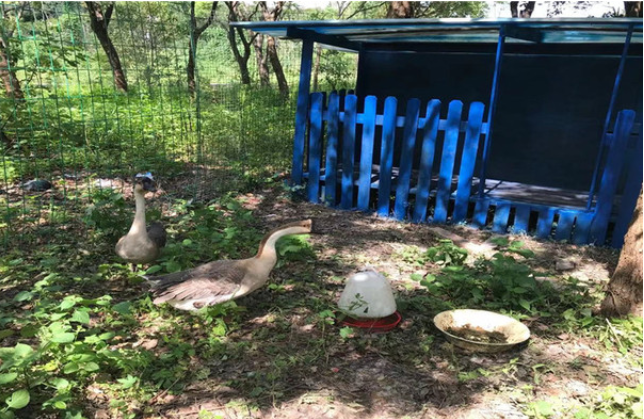 上海七彩鴻星萌寵樂園