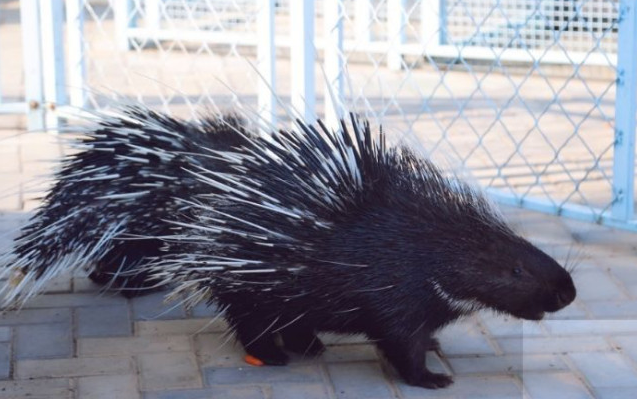 遼陽動物園