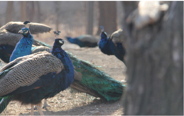 遼陽動(dòng)物園