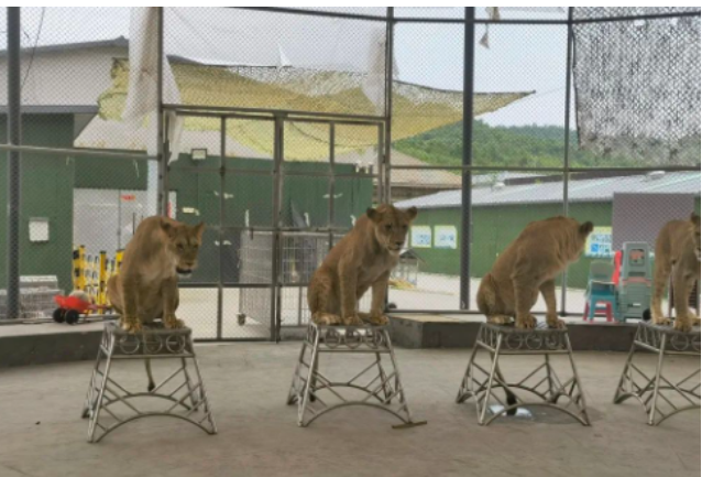 承德隆承動物園