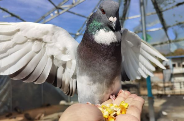 承德隆承動物園