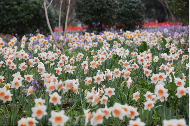 南京中山植物園