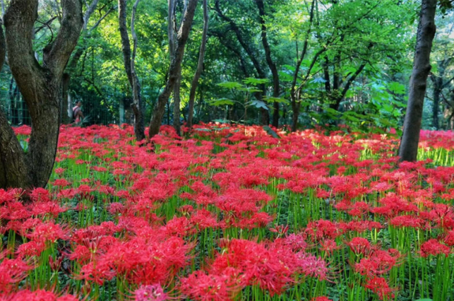 南京中山植物園