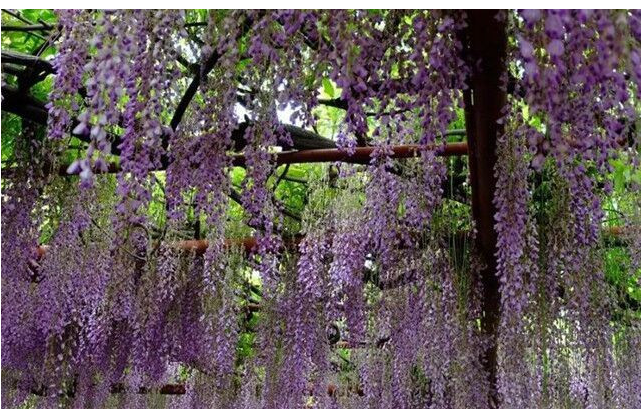 大連華醞牡丹園門票