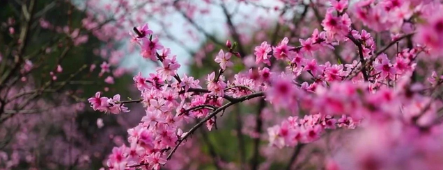 銅陵梧桐花谷門票