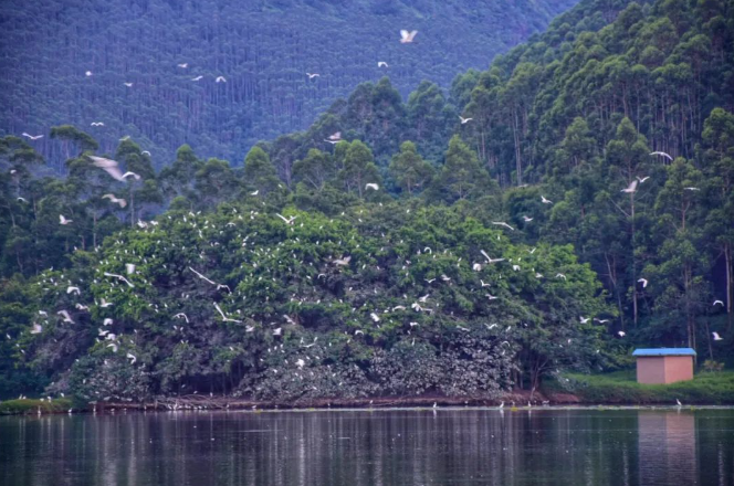 天湖鹭鸟生态风景区