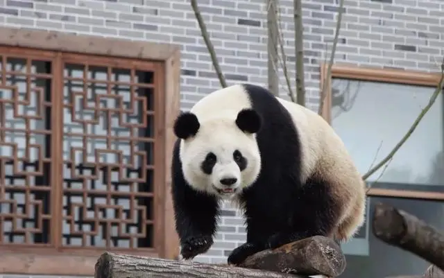 大熊猫g.png
