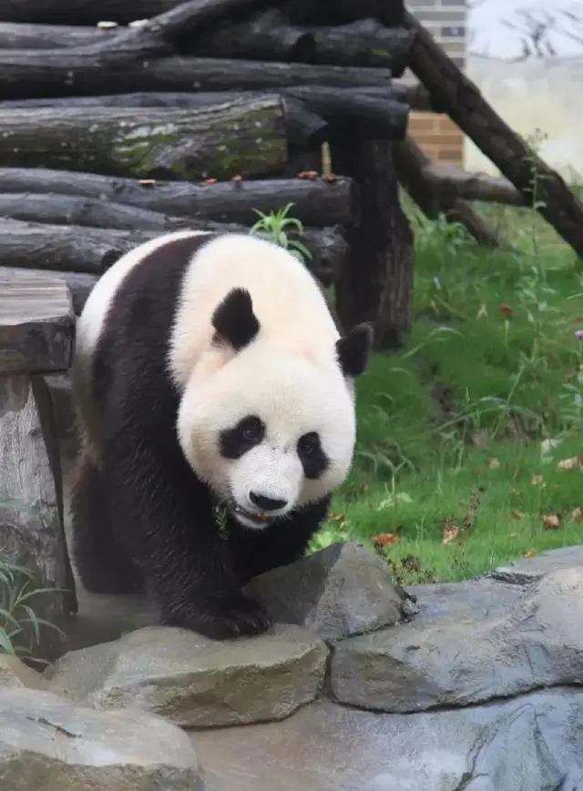 大熊猫e.png