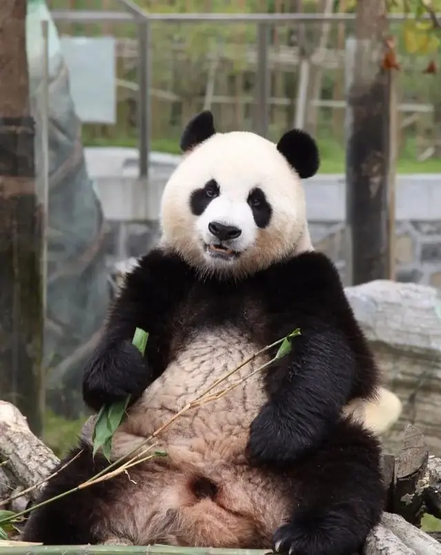大熊猫c.png