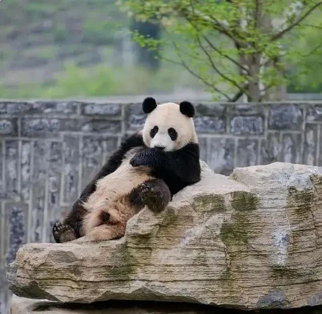 大熊猫h.jpg