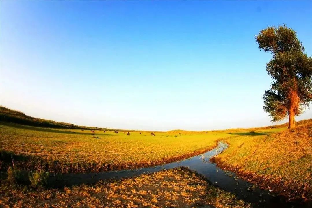丝绸之路莎车国家湿地公园1.jpg