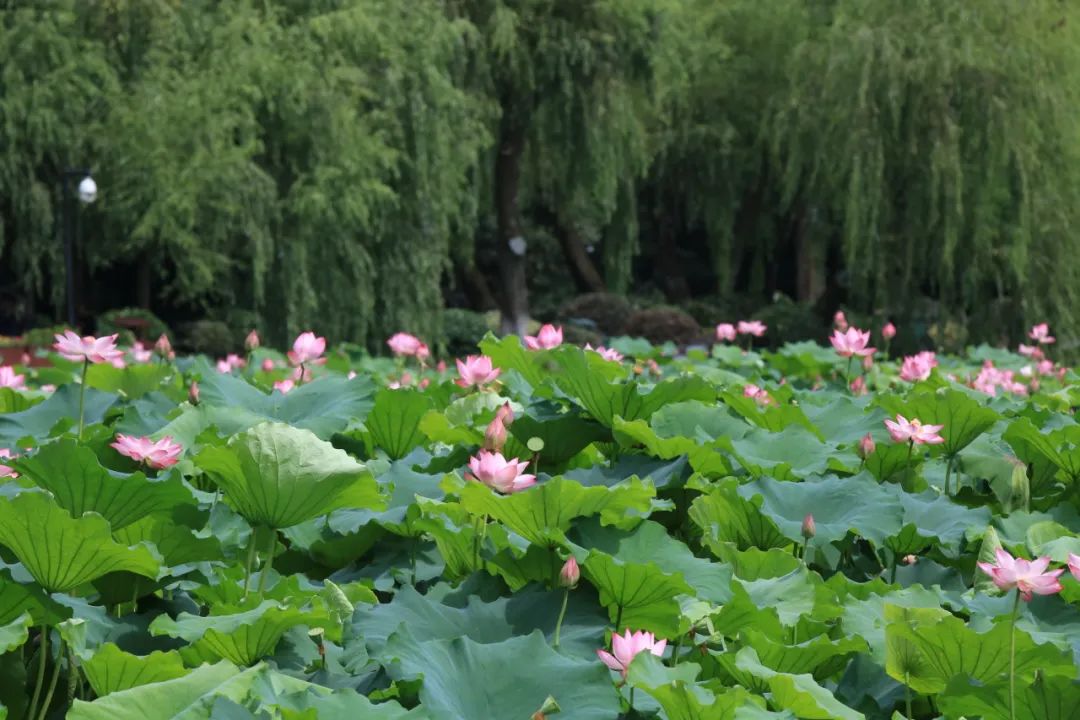 杭州曲院風荷