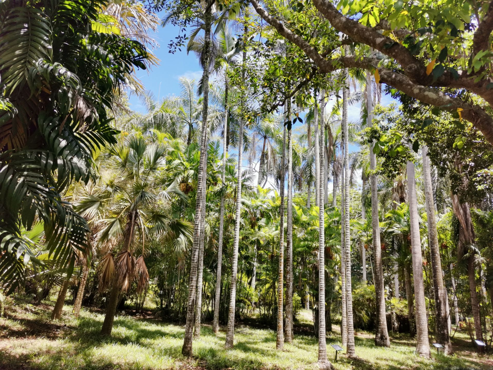 海南热带植物园
