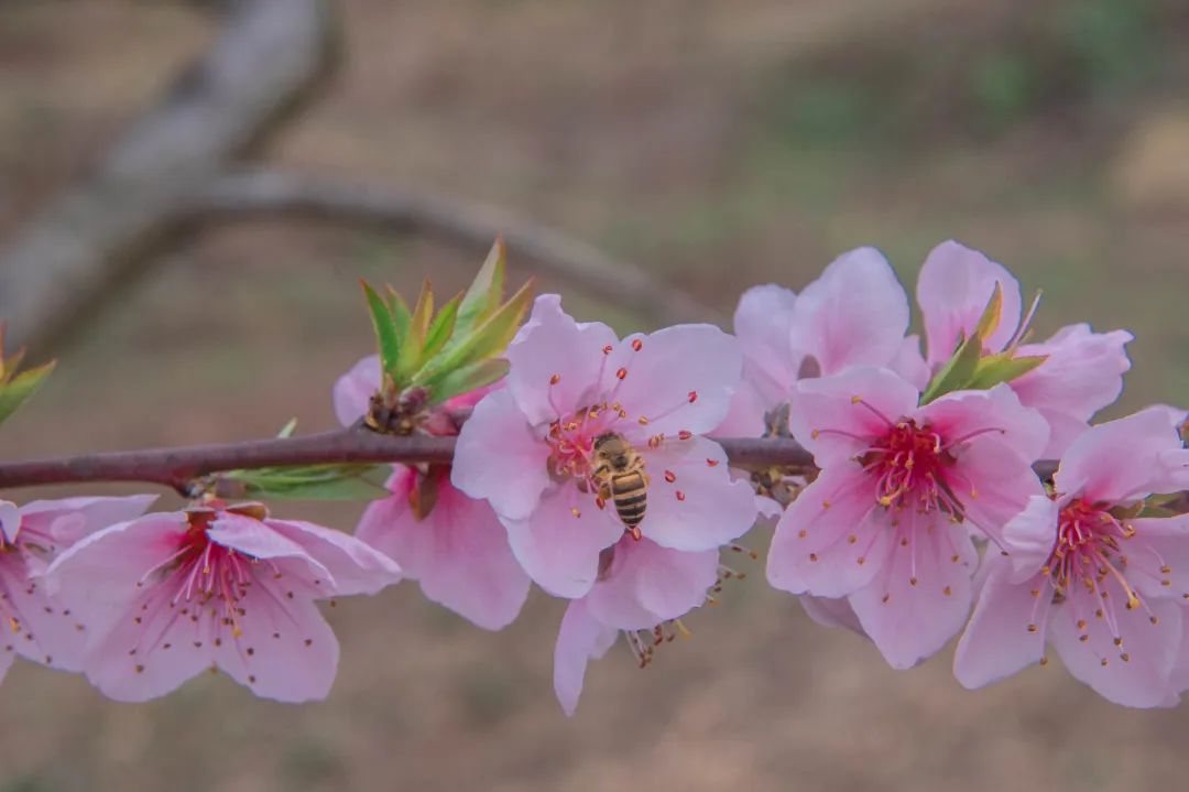 綿陽盛世櫻花悠樂谷